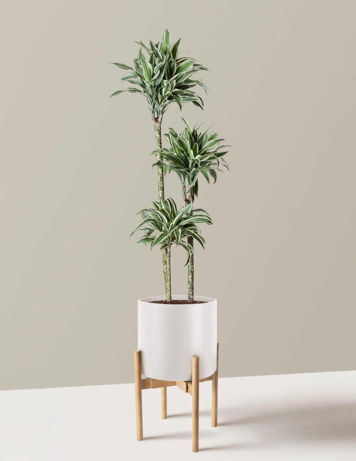 Large Dracaena Warneckii White Jewel - Image 25