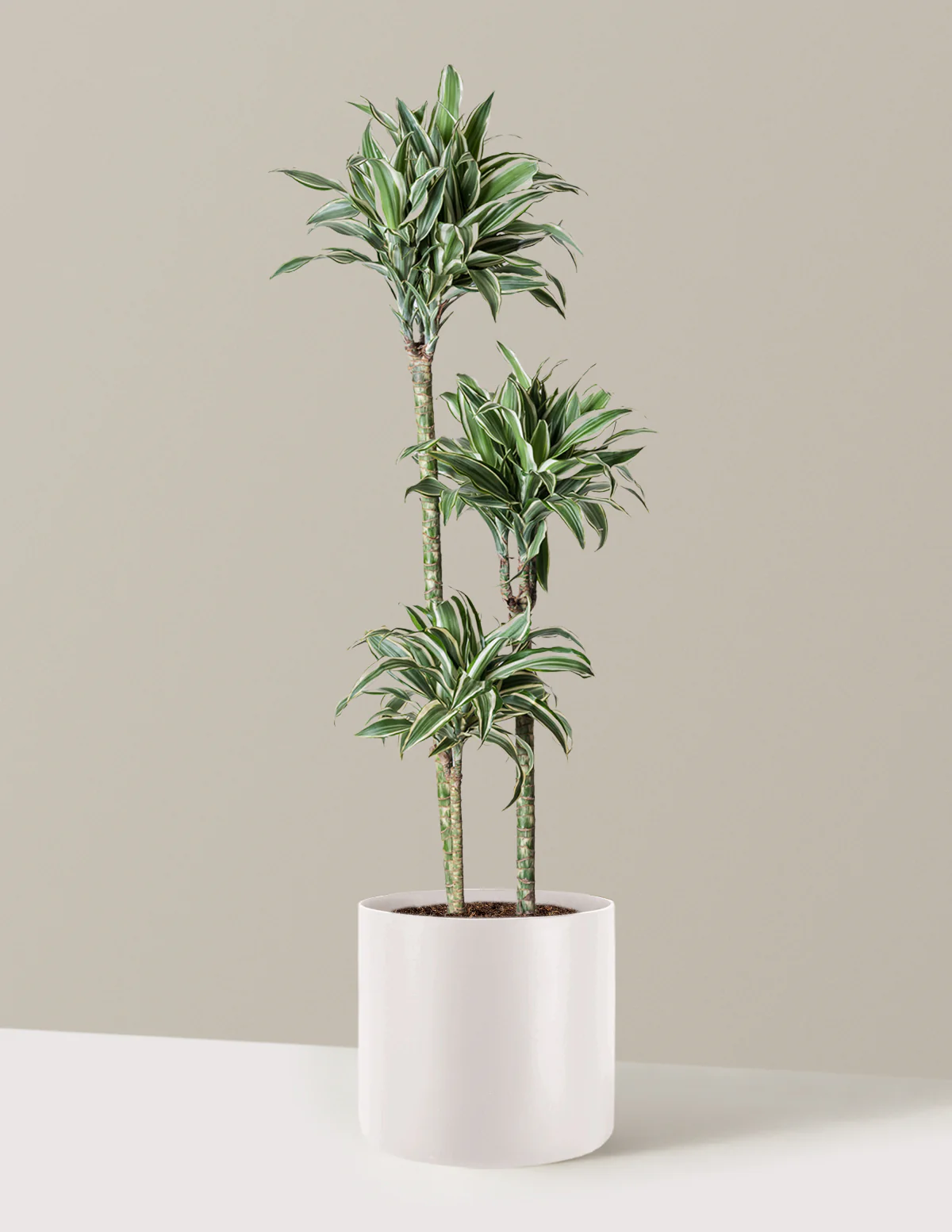 Large Dracaena Warneckii White Jewel - Image 26