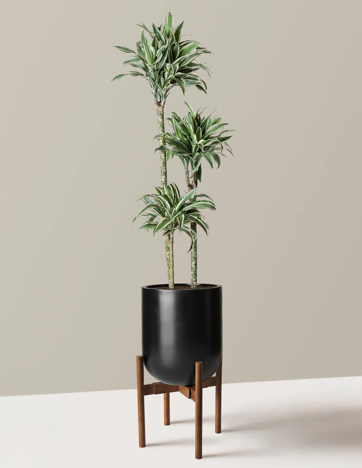 Large Dracaena Warneckii White Jewel - Image 27