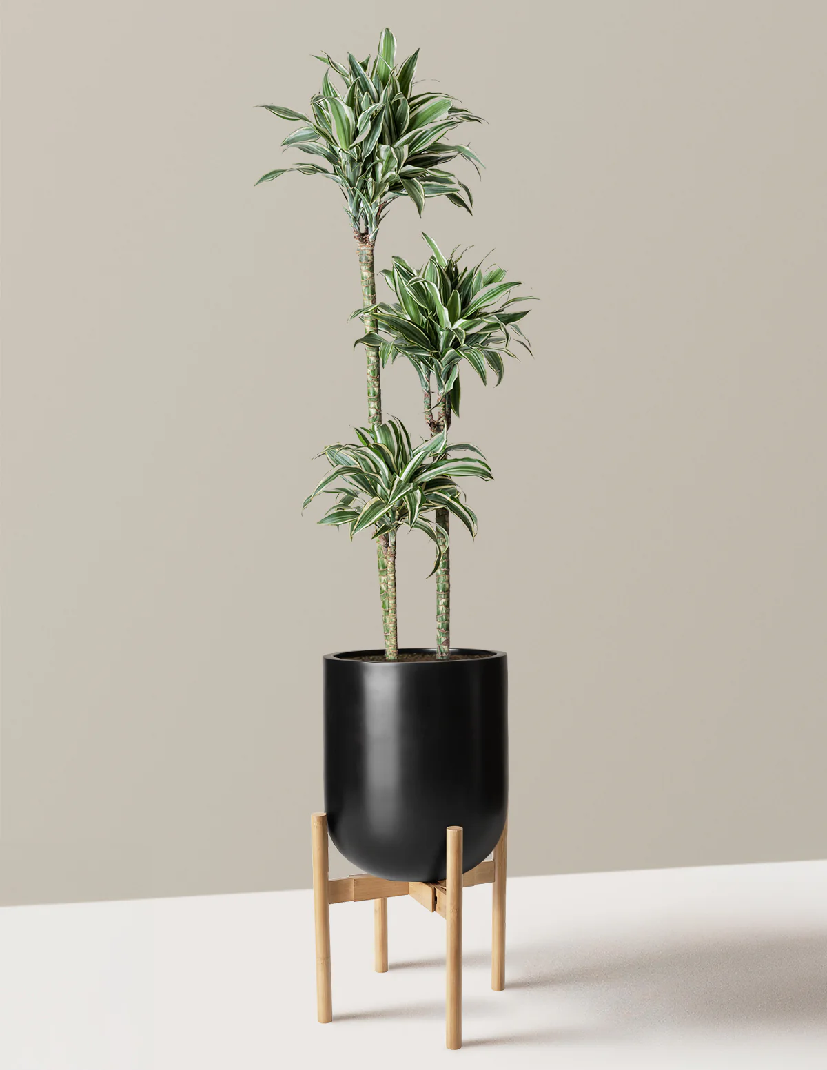Large Dracaena Warneckii White Jewel - Image 28