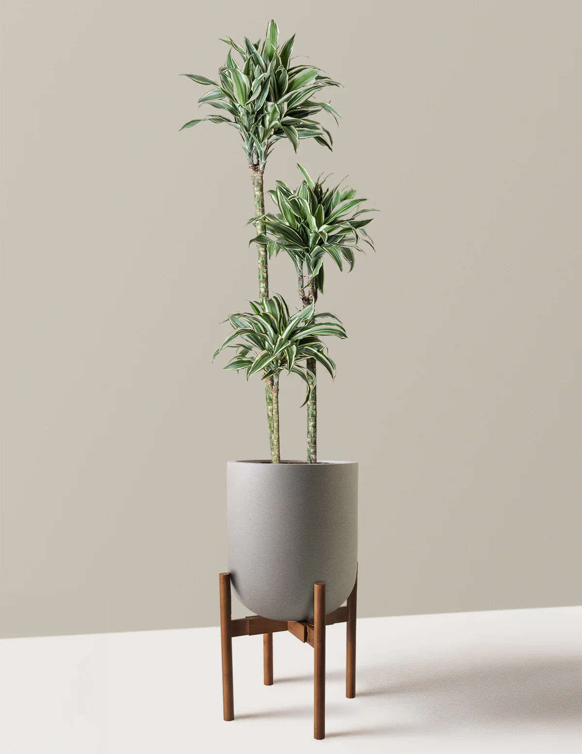 Large Dracaena Warneckii White Jewel - Image 29