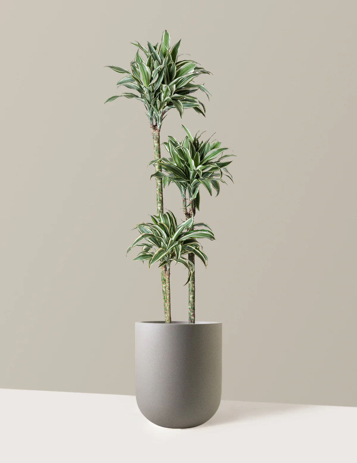 Large Dracaena Warneckii White Jewel - Image 3