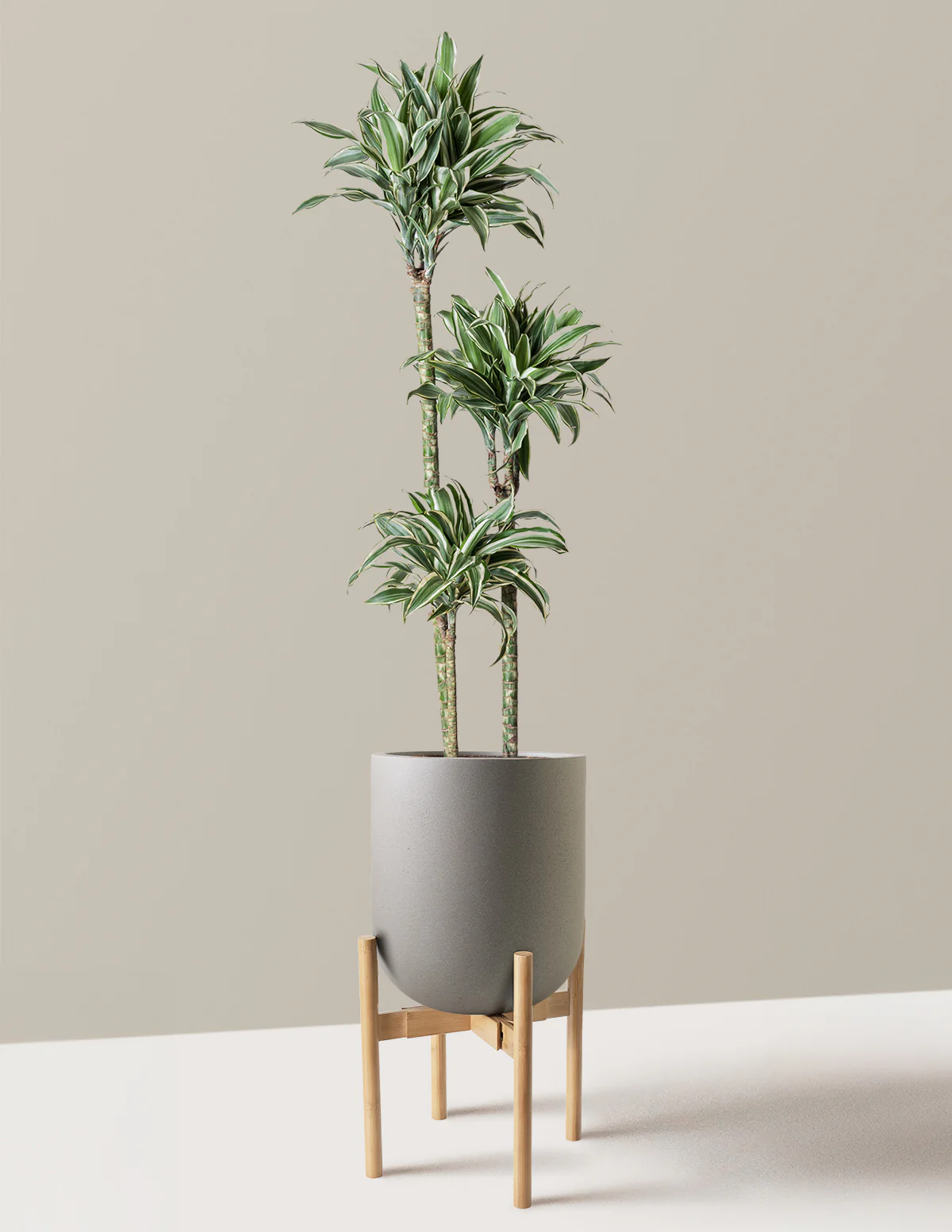 Large Dracaena Warneckii White Jewel - Image 30