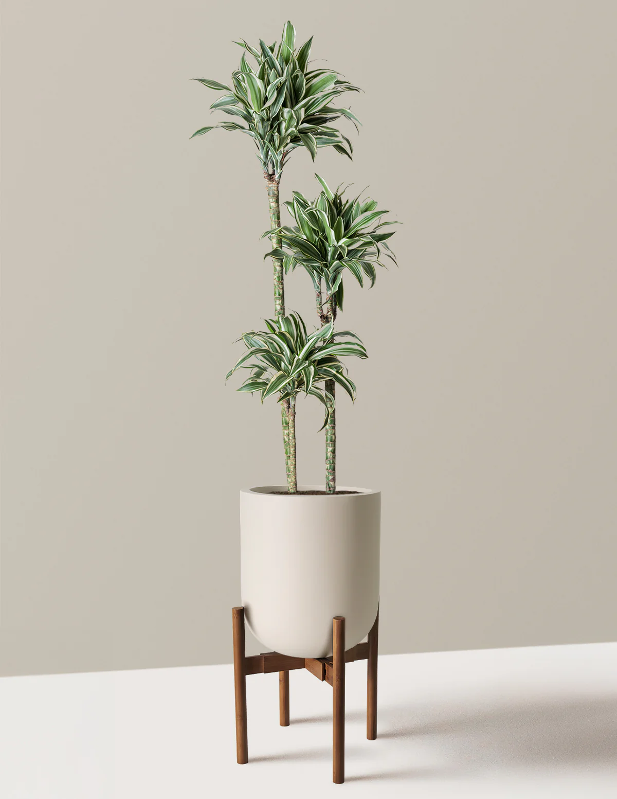 Large Dracaena Warneckii White Jewel - Image 31