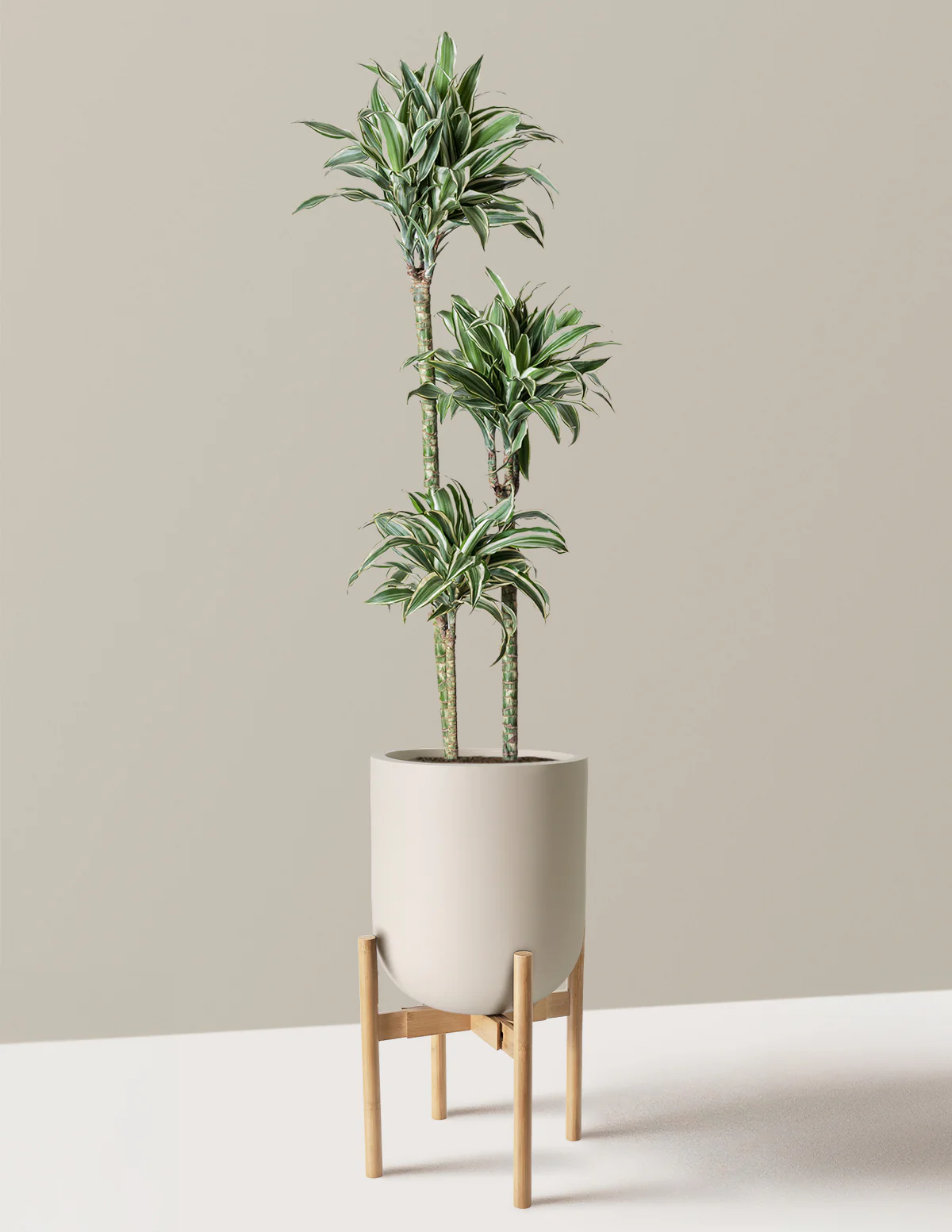 Large Dracaena Warneckii White Jewel - Image 32
