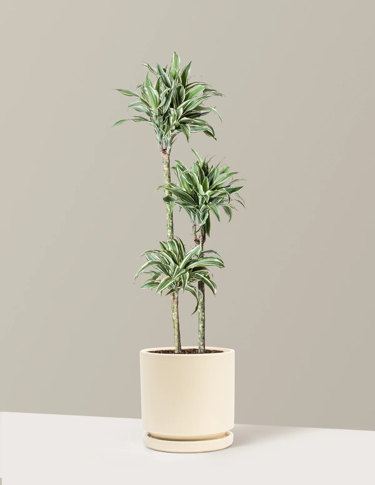 Large Dracaena Warneckii White Jewel - Image 33