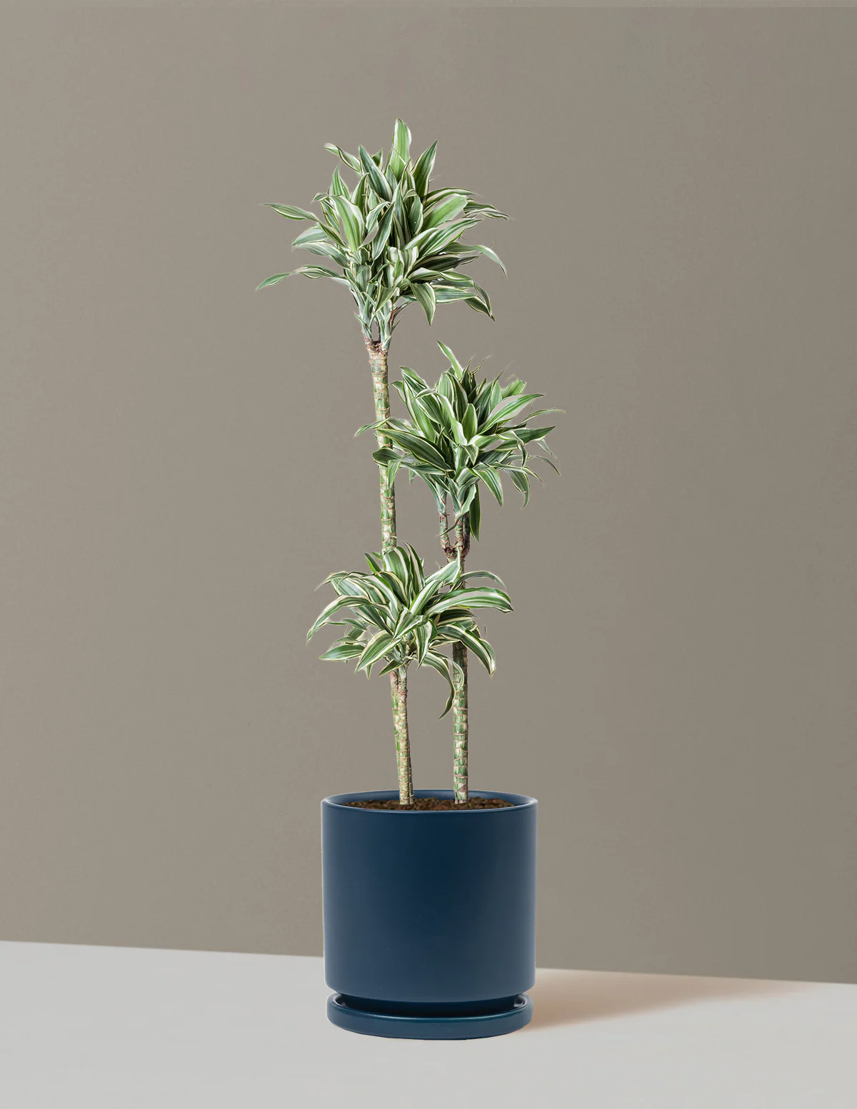 Large Dracaena Warneckii White Jewel - Image 34