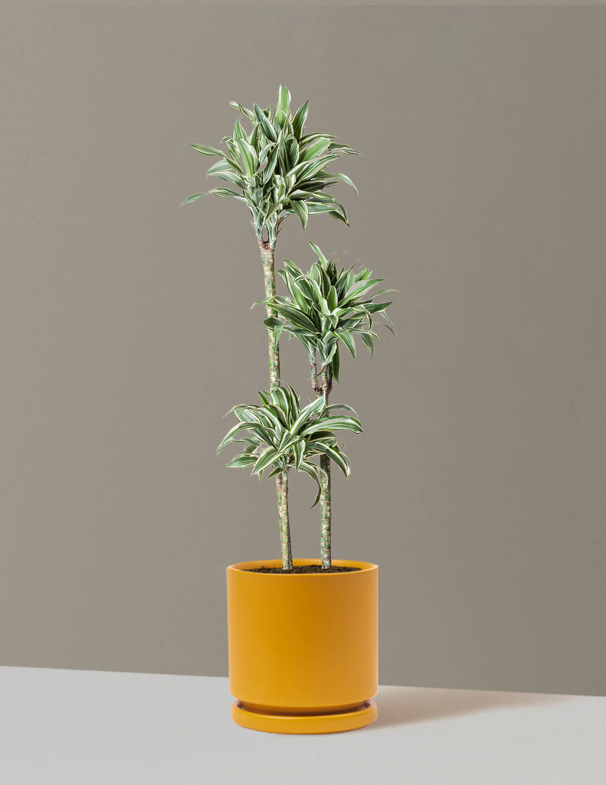 Large Dracaena Warneckii White Jewel - Image 35