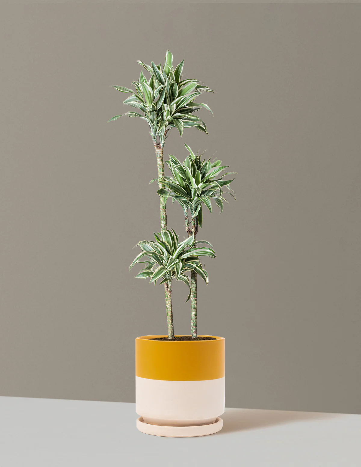 Large Dracaena Warneckii White Jewel - Image 36