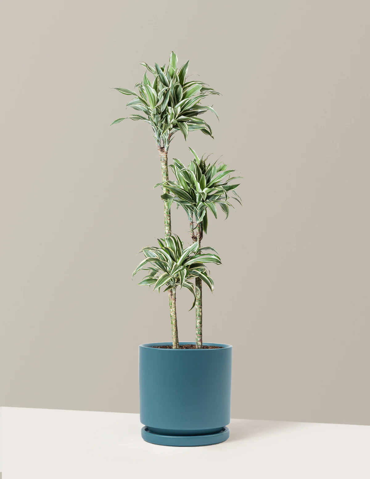 Large Dracaena Warneckii White Jewel - Image 4