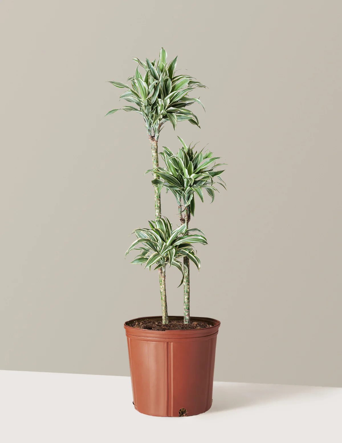 Large Dracaena Warneckii White Jewel - Image 5