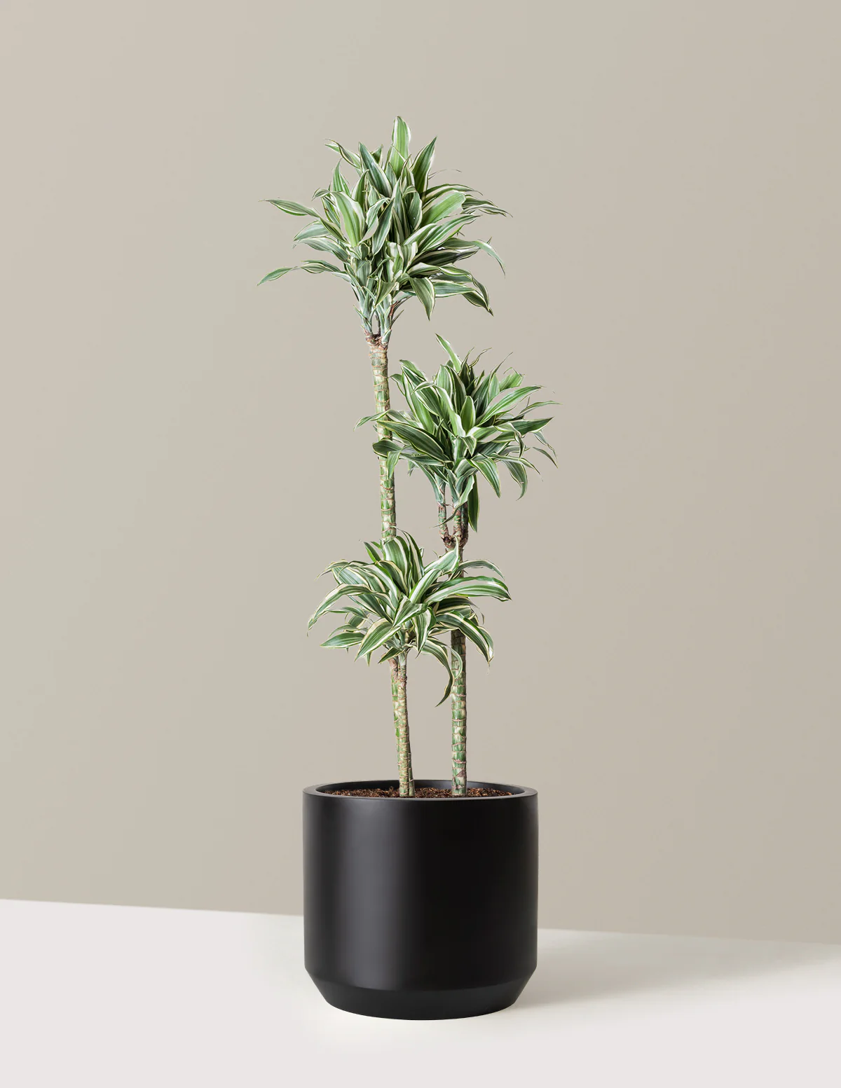 Large Dracaena Warneckii White Jewel - Image 6