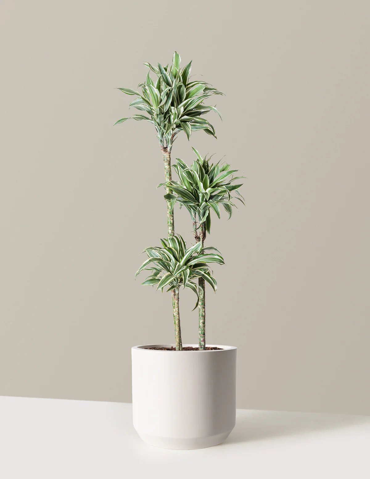 Large Dracaena Warneckii White Jewel - Image 7