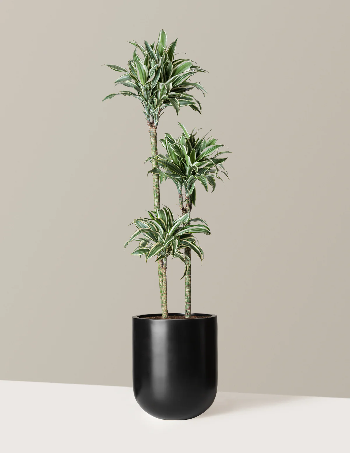 Large Dracaena Warneckii White Jewel - Image 8