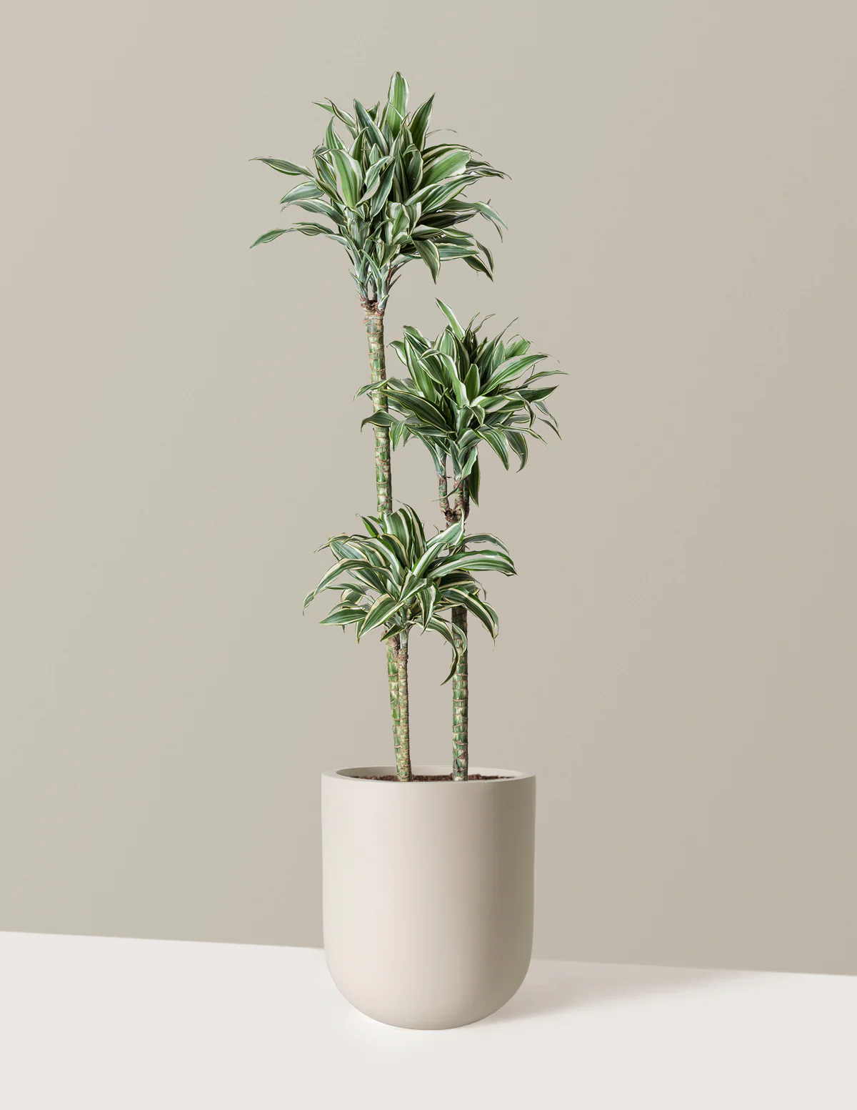 Large Dracaena Warneckii White Jewel - Image 9