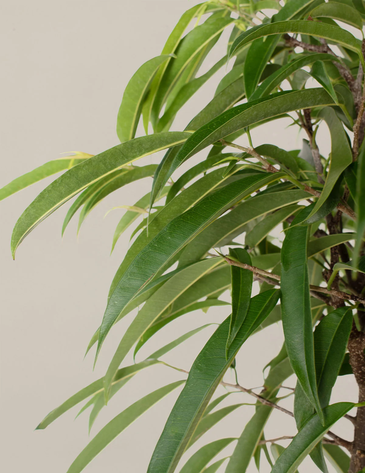 Large Ficus Alii - Image 3
