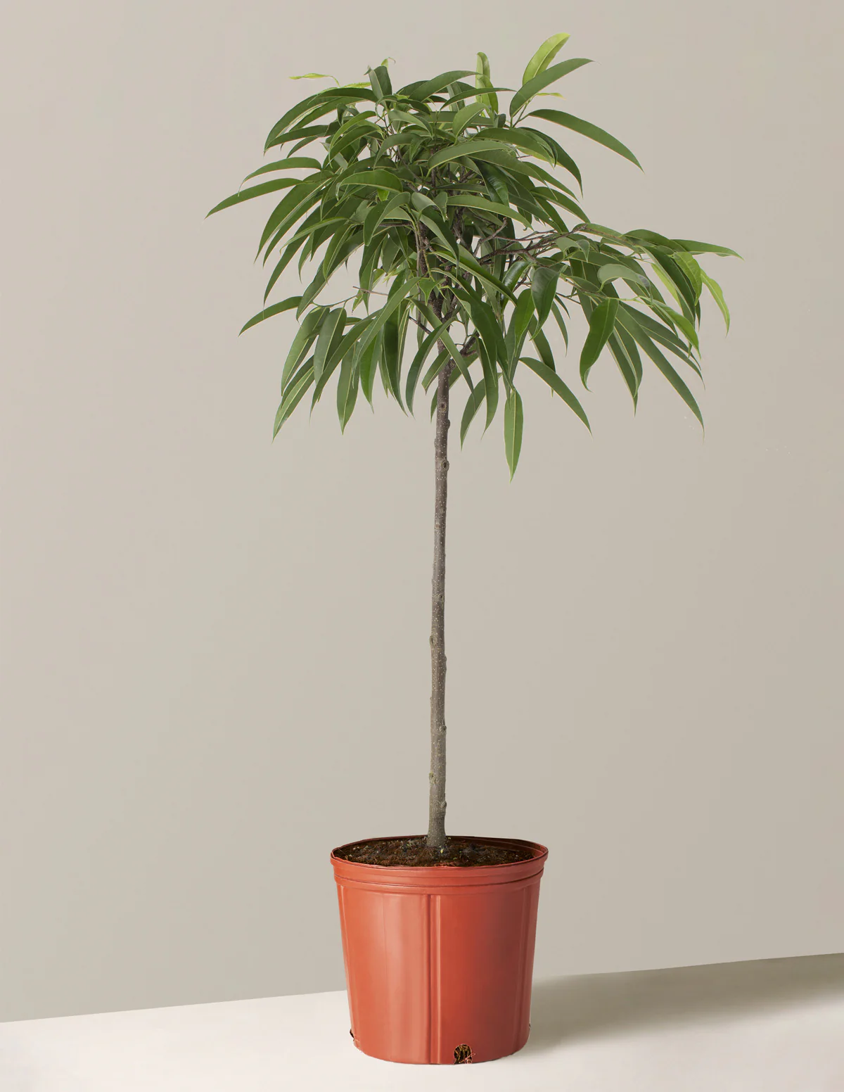 Large Ficus Alii - Image 4