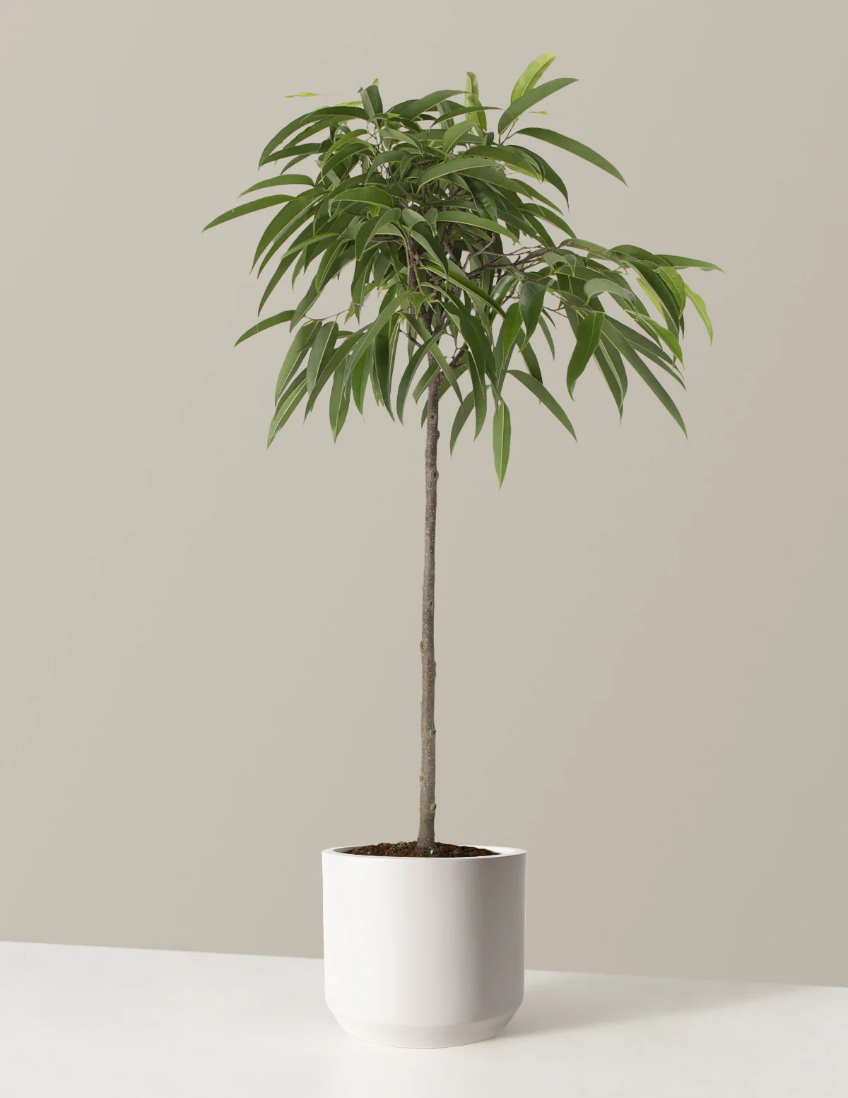 Large Ficus Alii - Image 6