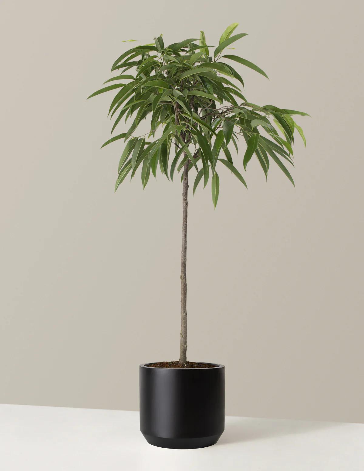 Large Ficus Alii - Image 7