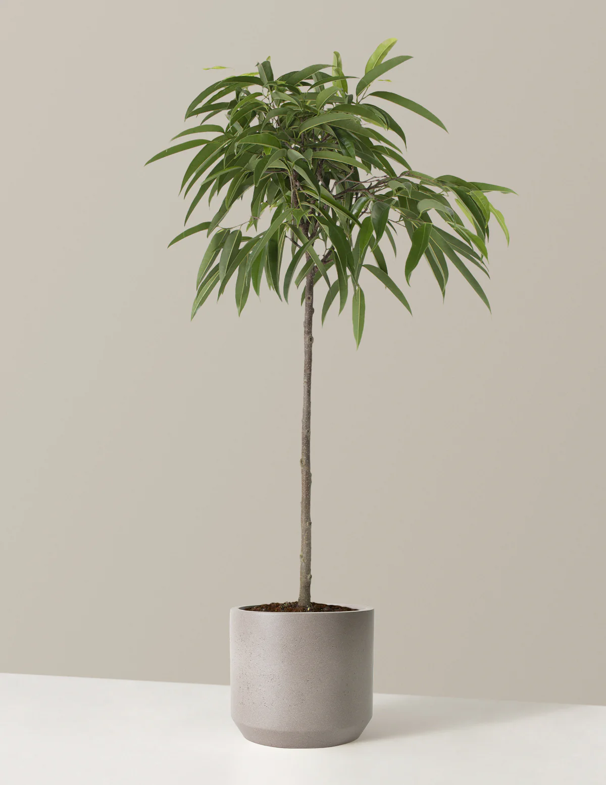 Large Ficus Alii - Image 8