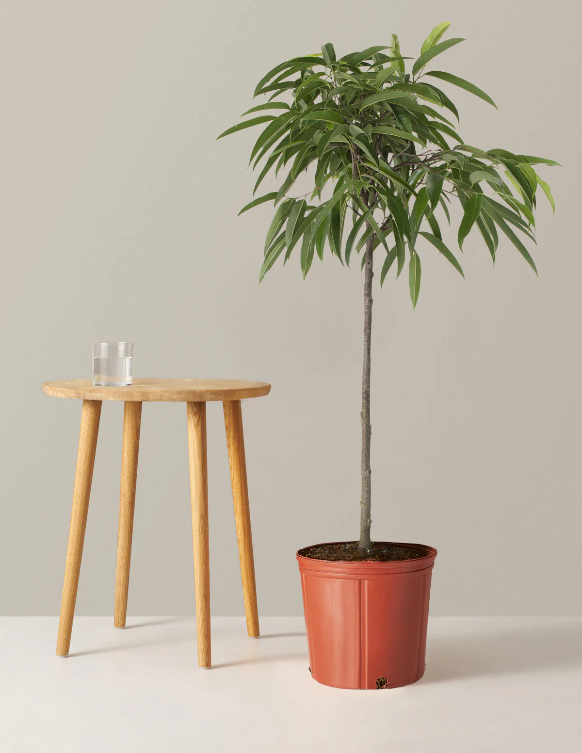 Large Ficus Alii - Image 9