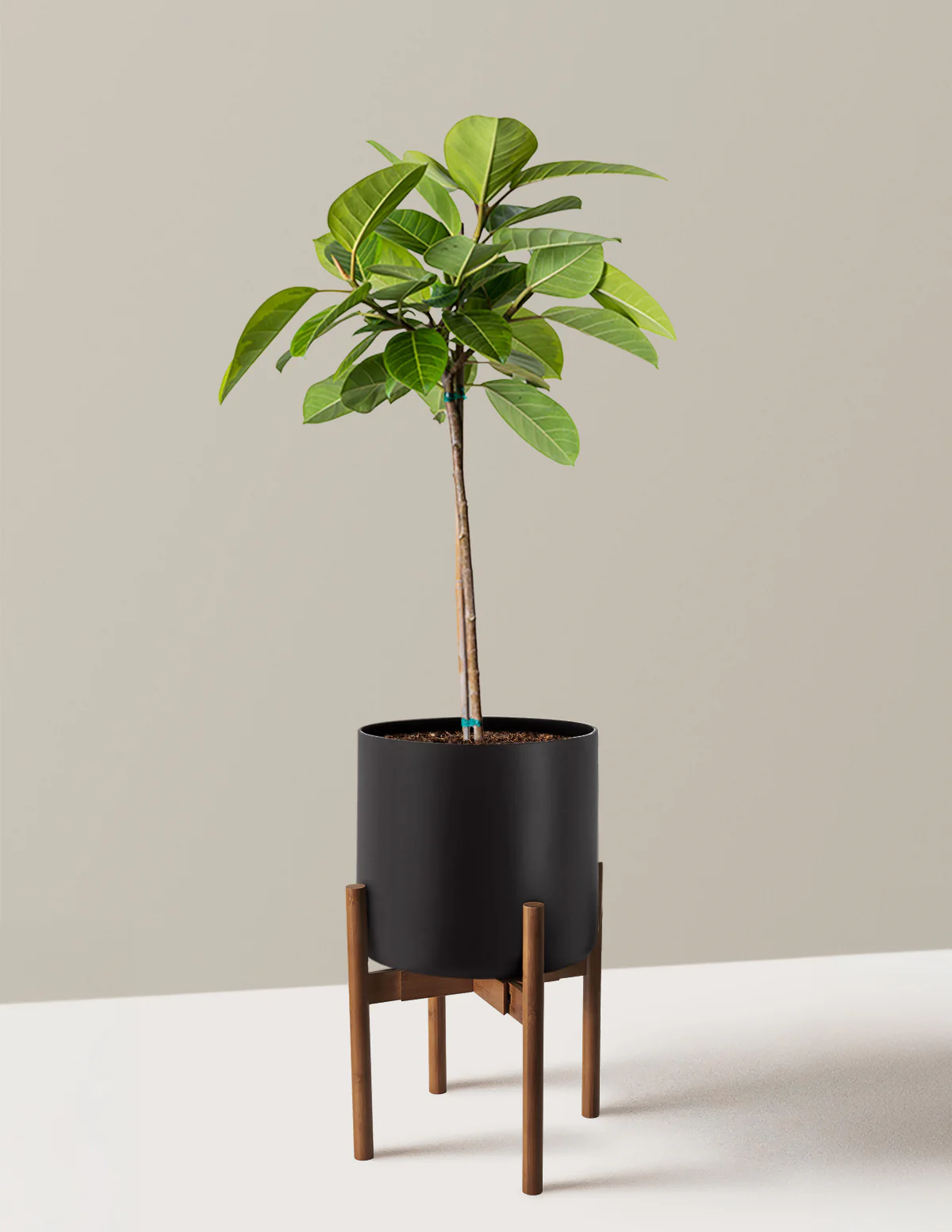 Large Ficus Altissima Tree - Image 11