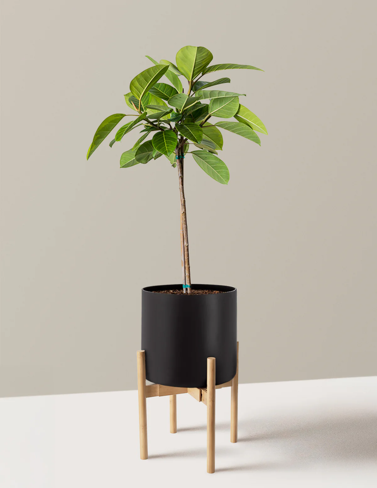 Large Ficus Altissima Tree - Image 12