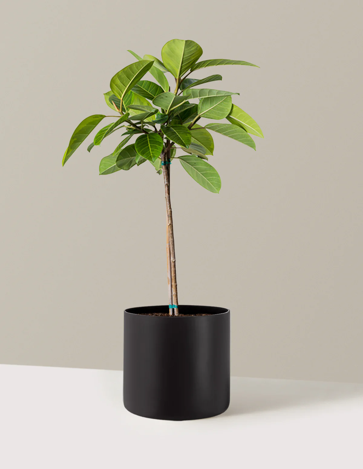 Large Ficus Altissima Tree - Image 13