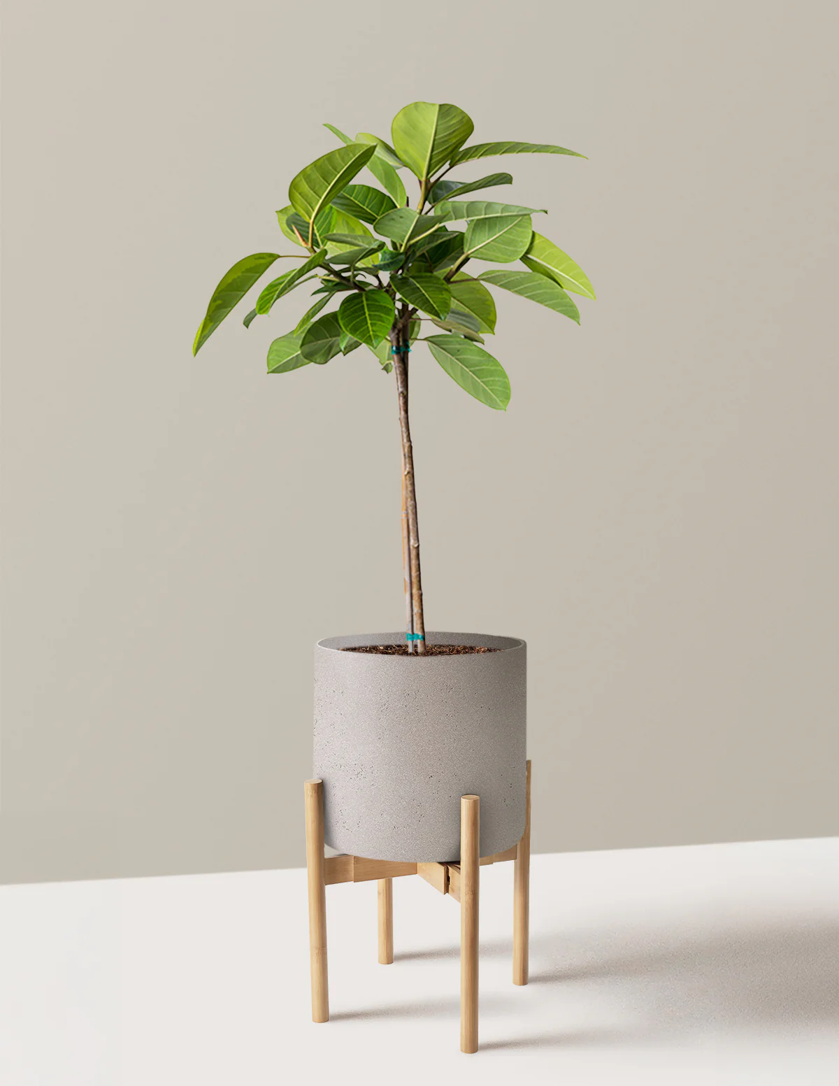 Large Ficus Altissima Tree - Image 15