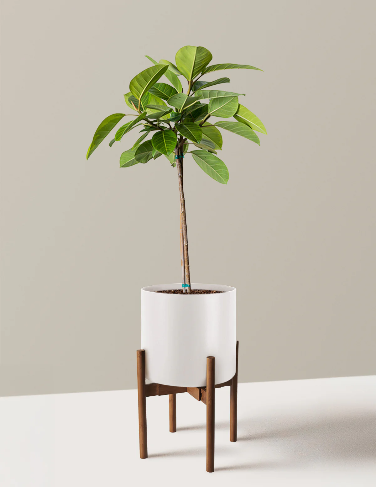 Large Ficus Altissima Tree - Image 17