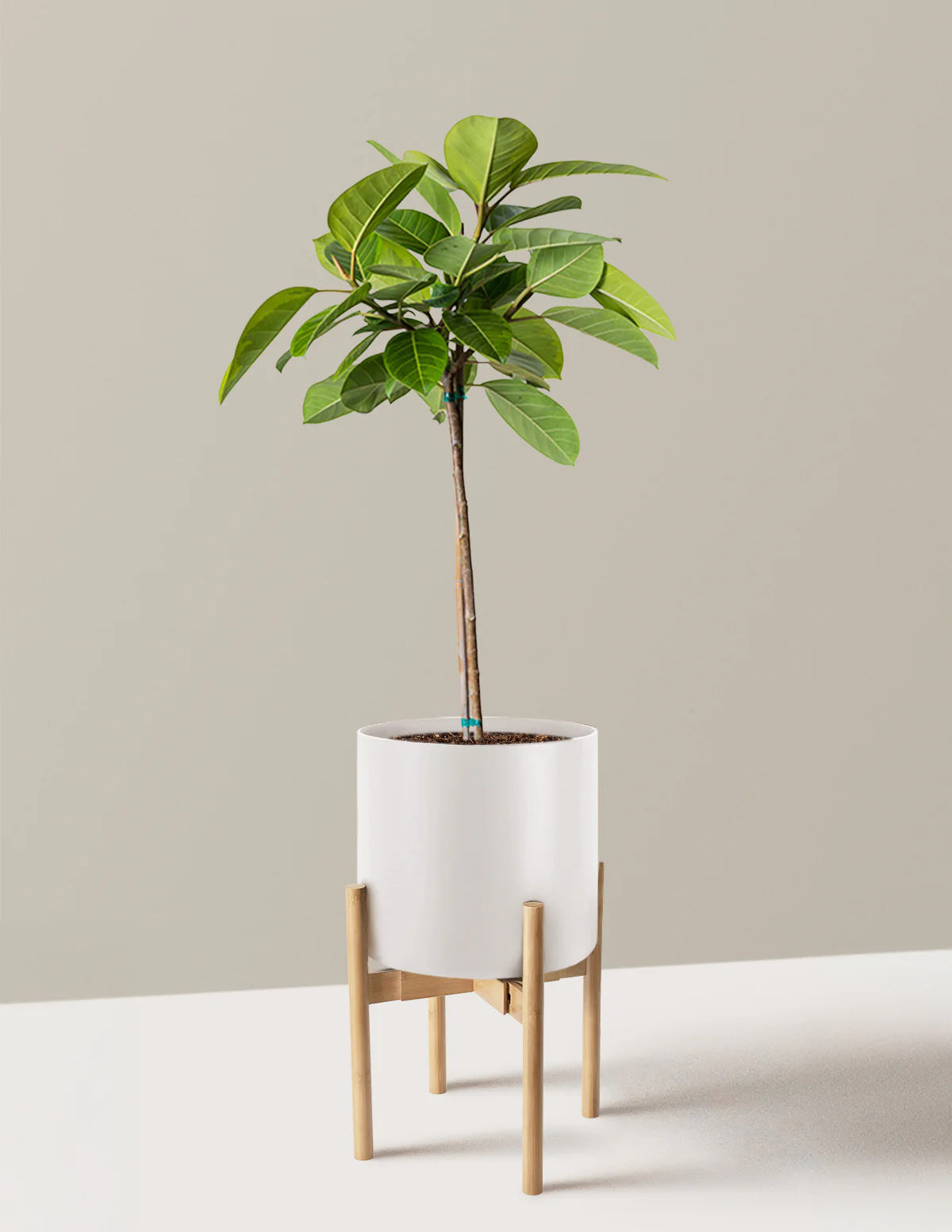 Large Ficus Altissima Tree - Image 18