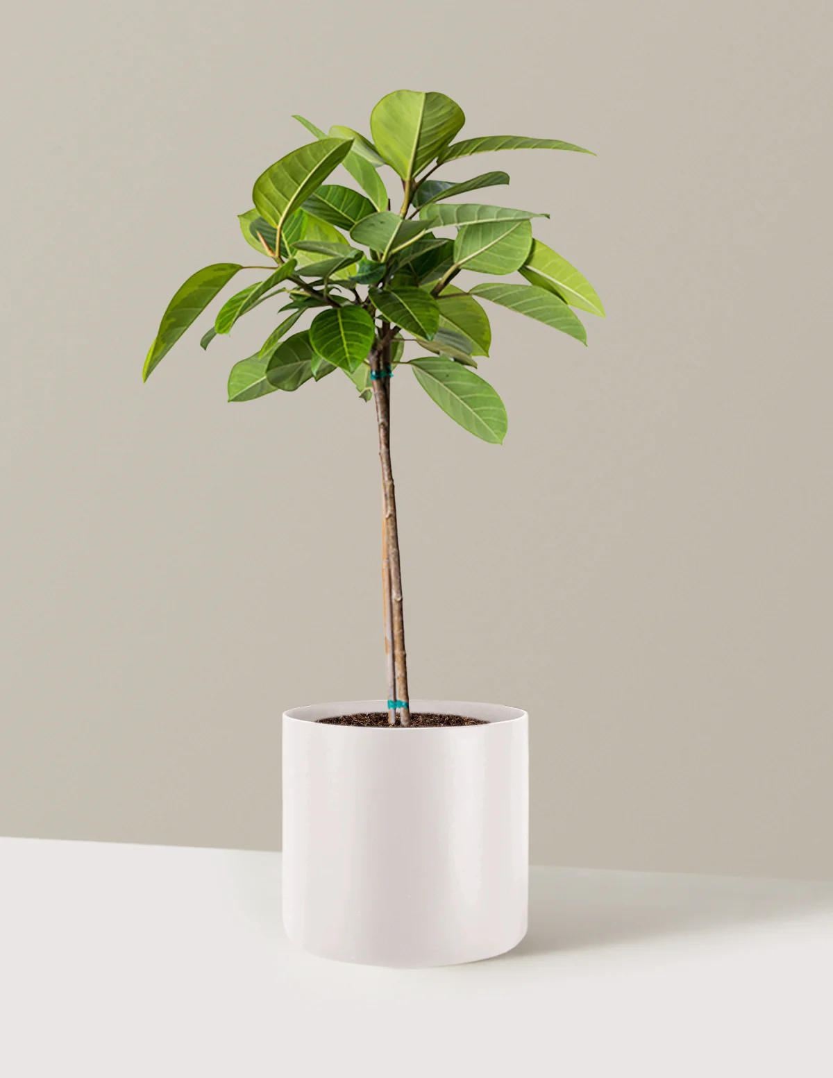 Large Ficus Altissima Tree - Image 19