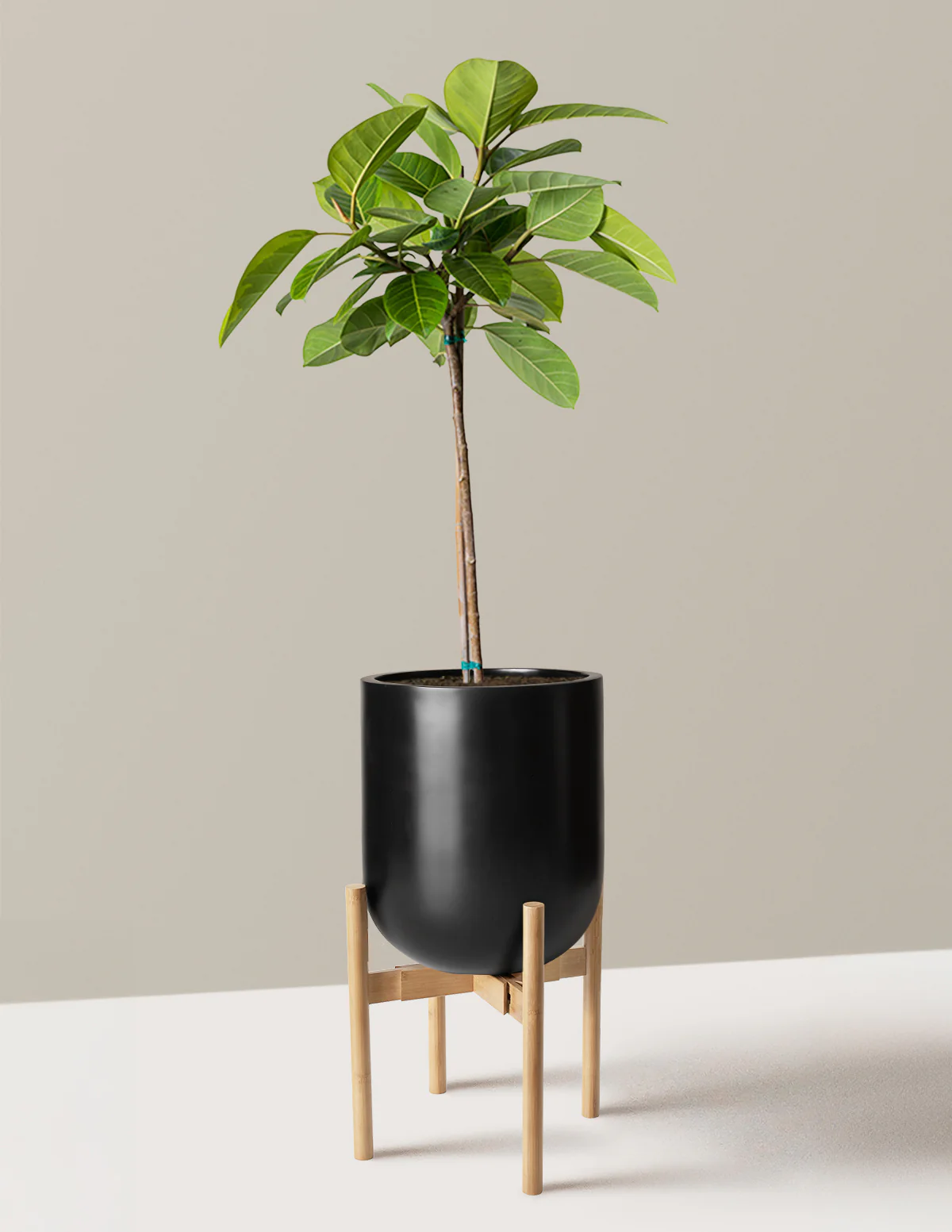 Large Ficus Altissima Tree - Image 21