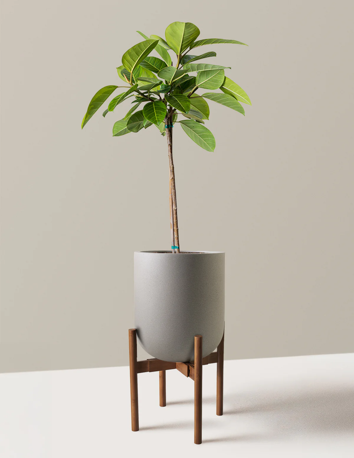 Large Ficus Altissima Tree - Image 22