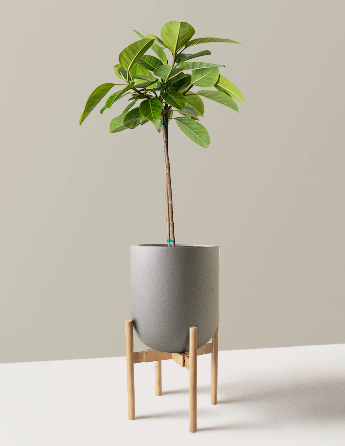 Large Ficus Altissima Tree - Image 23