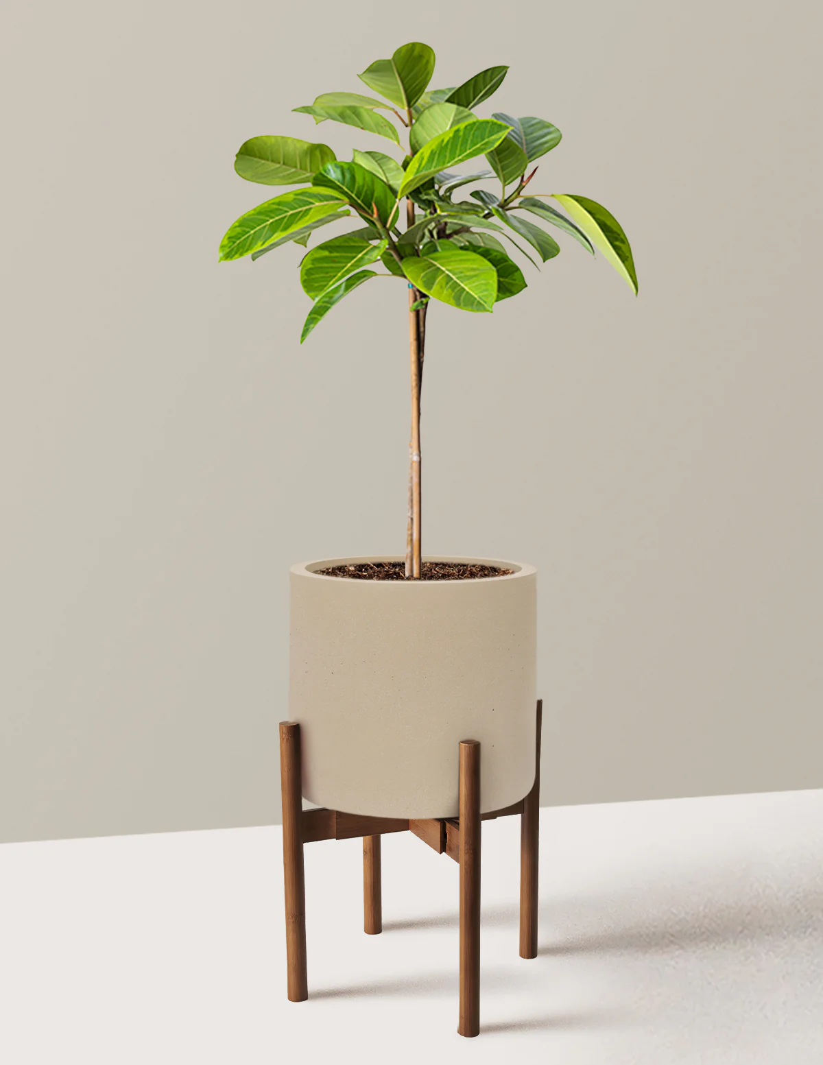 Large Ficus Altissima Tree - Image 25