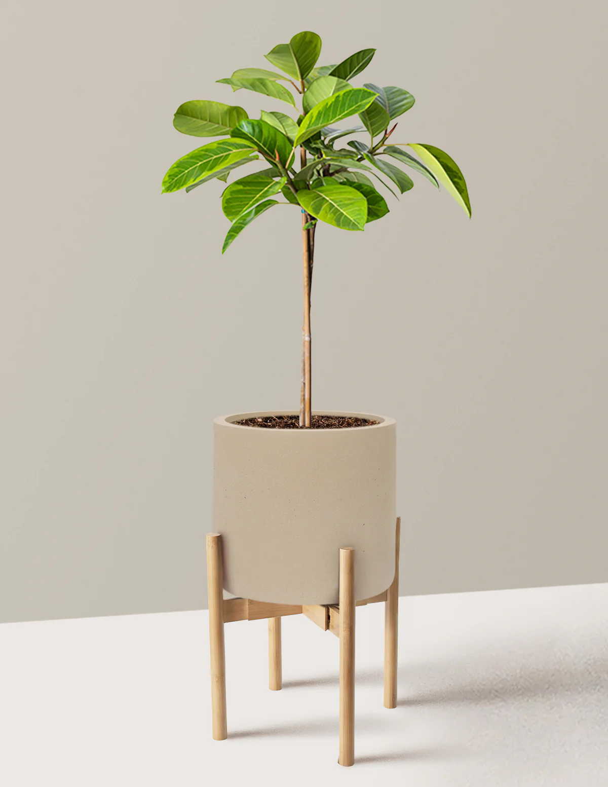 Large Ficus Altissima Tree - Image 26