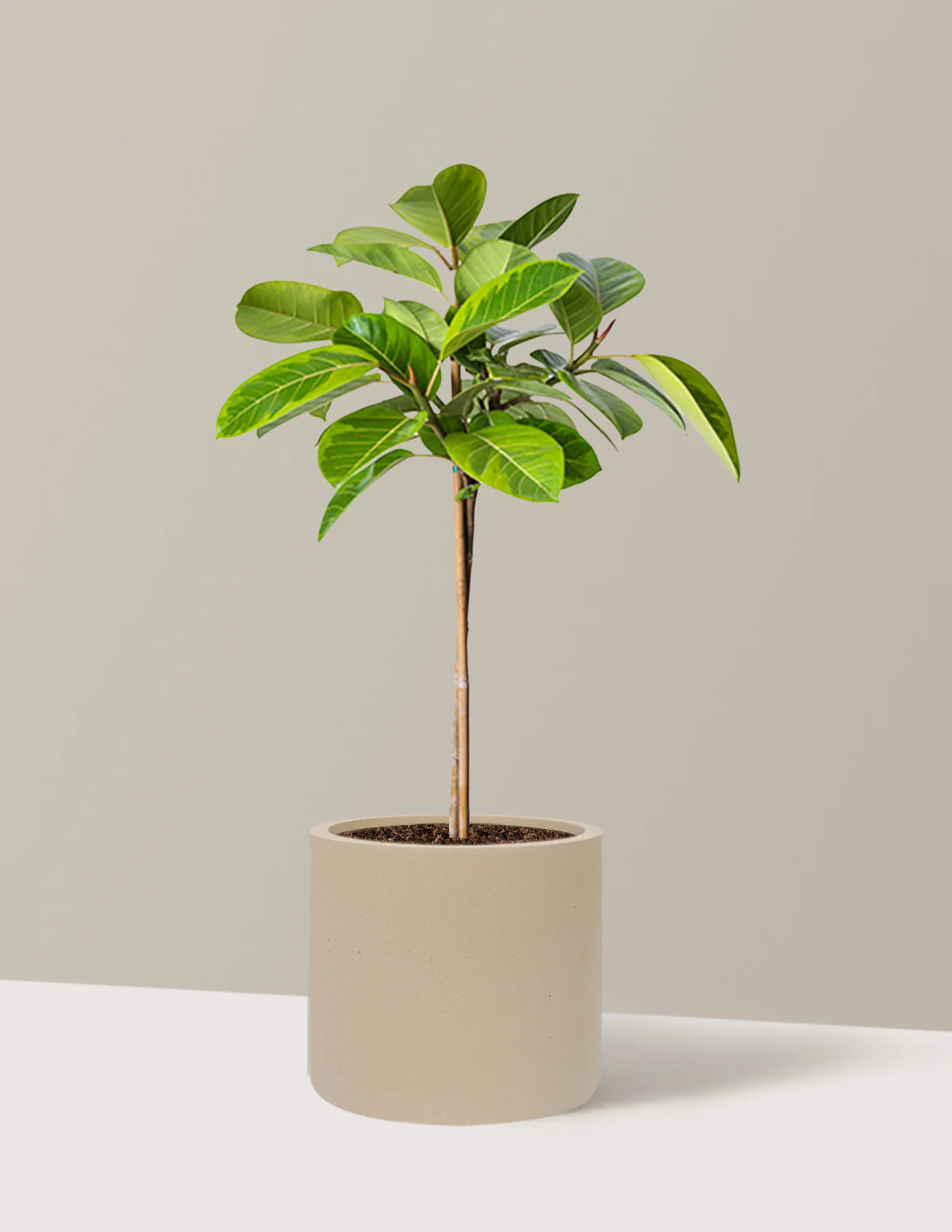 Large Ficus Altissima Tree - Image 27