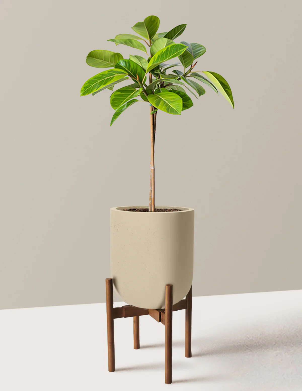 Large Ficus Altissima Tree - Image 29