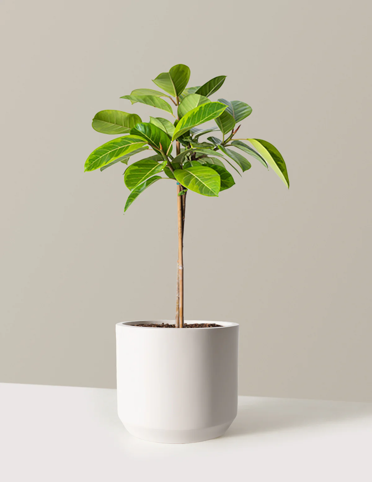 Large Ficus Altissima Tree - Image 3