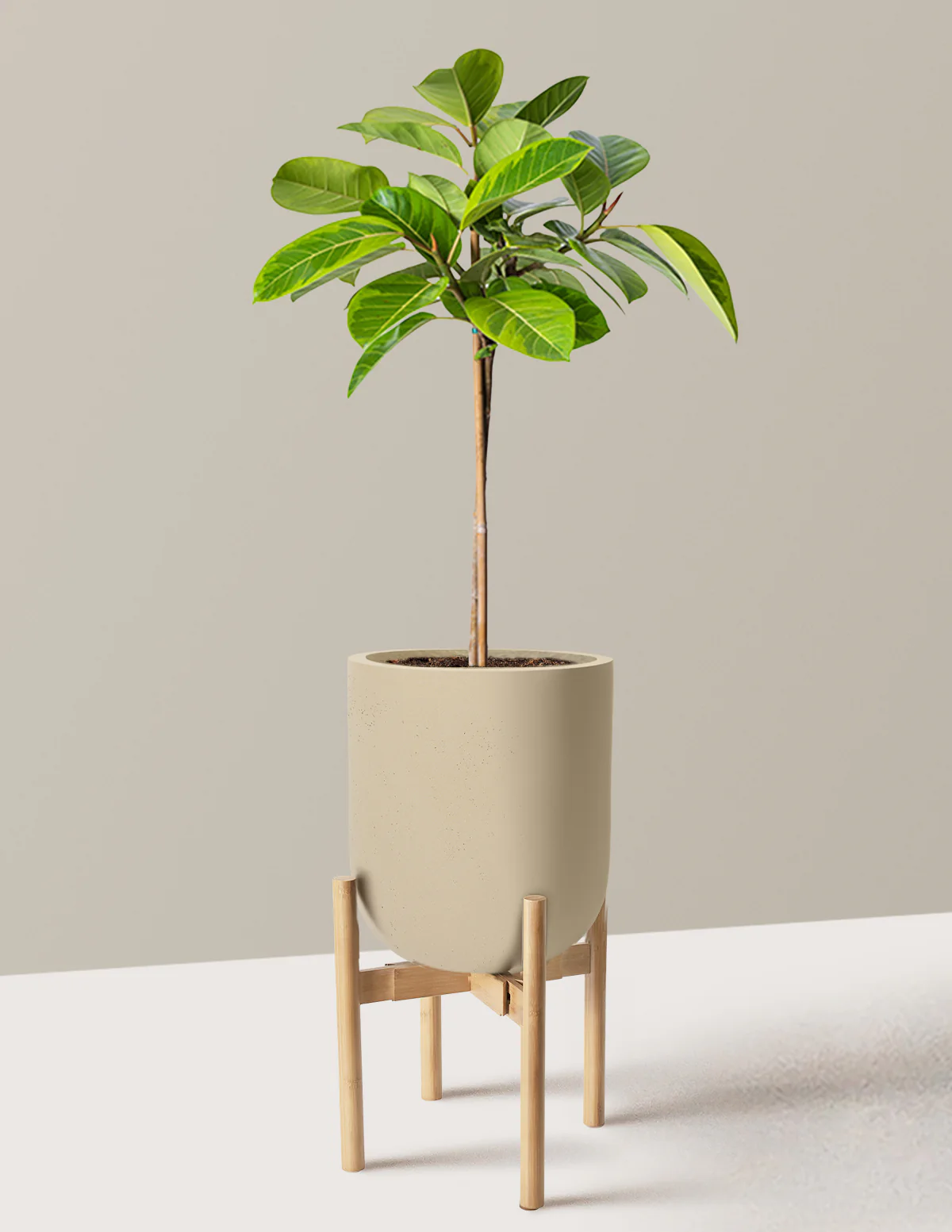 Large Ficus Altissima Tree - Image 30