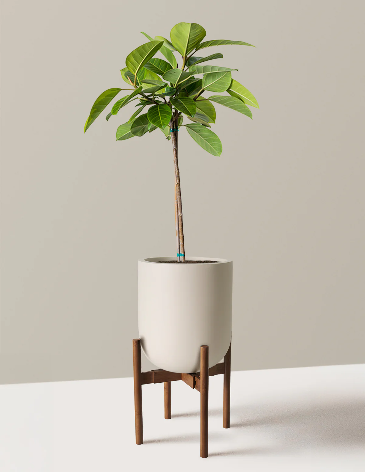 Large Ficus Altissima Tree - Image 5