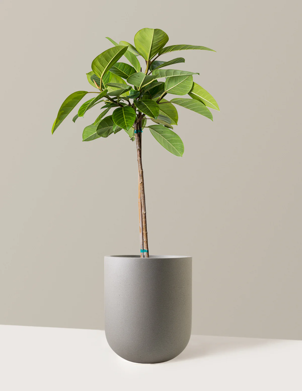 Large Ficus Altissima Tree - Image 6