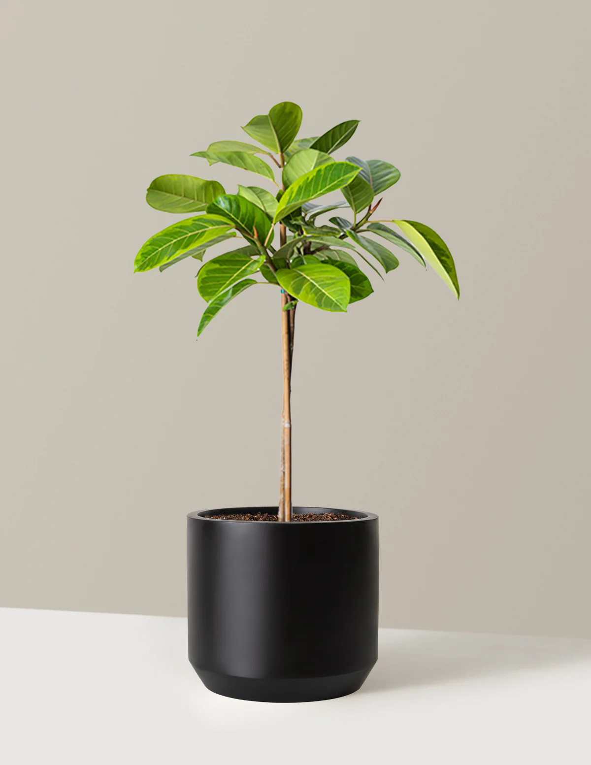 Large Ficus Altissima Tree - Image 7