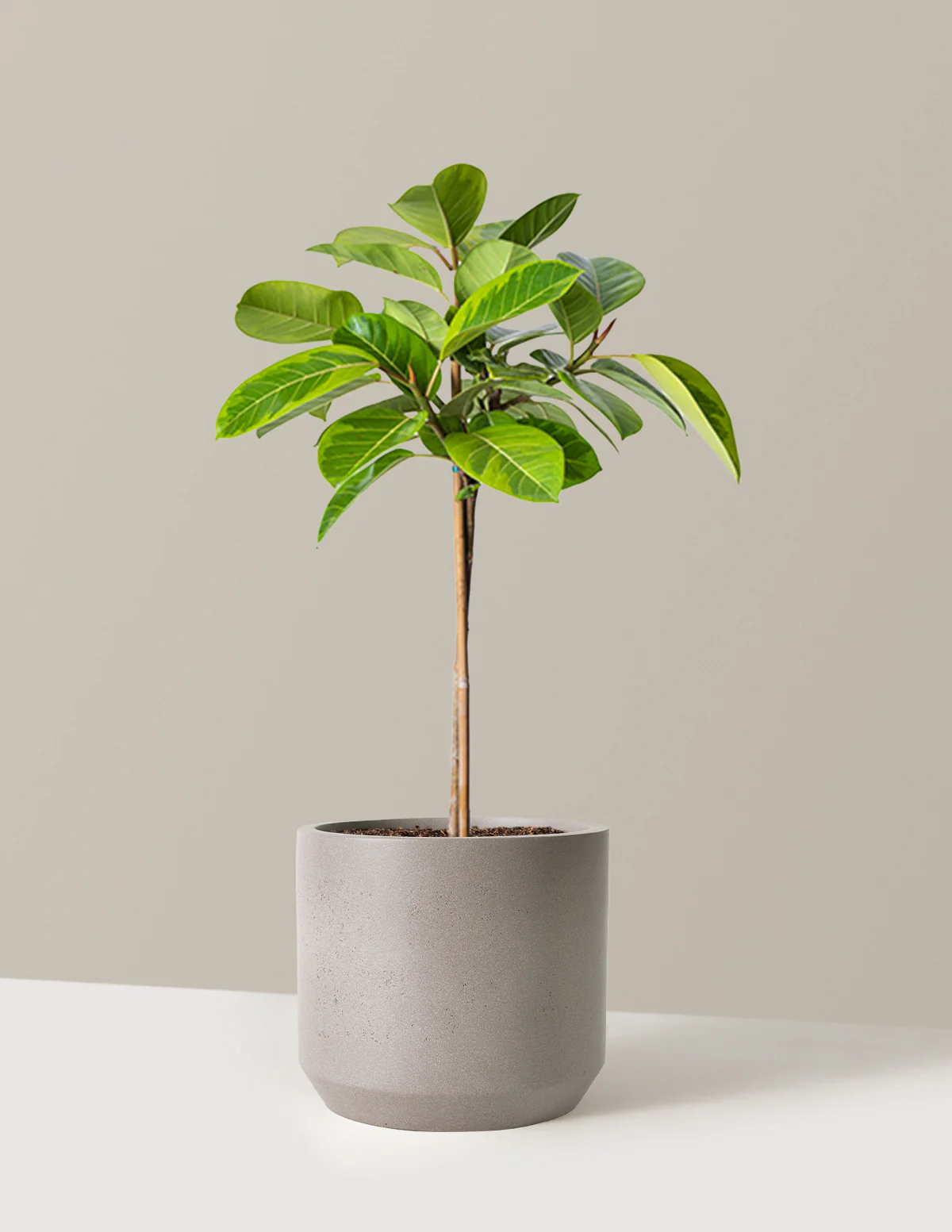 Large Ficus Altissima Tree - Image 8