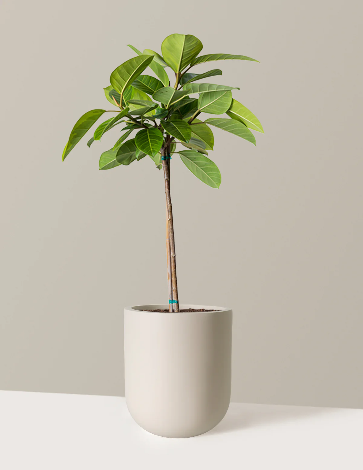 Large Ficus Altissima Tree - Image 9