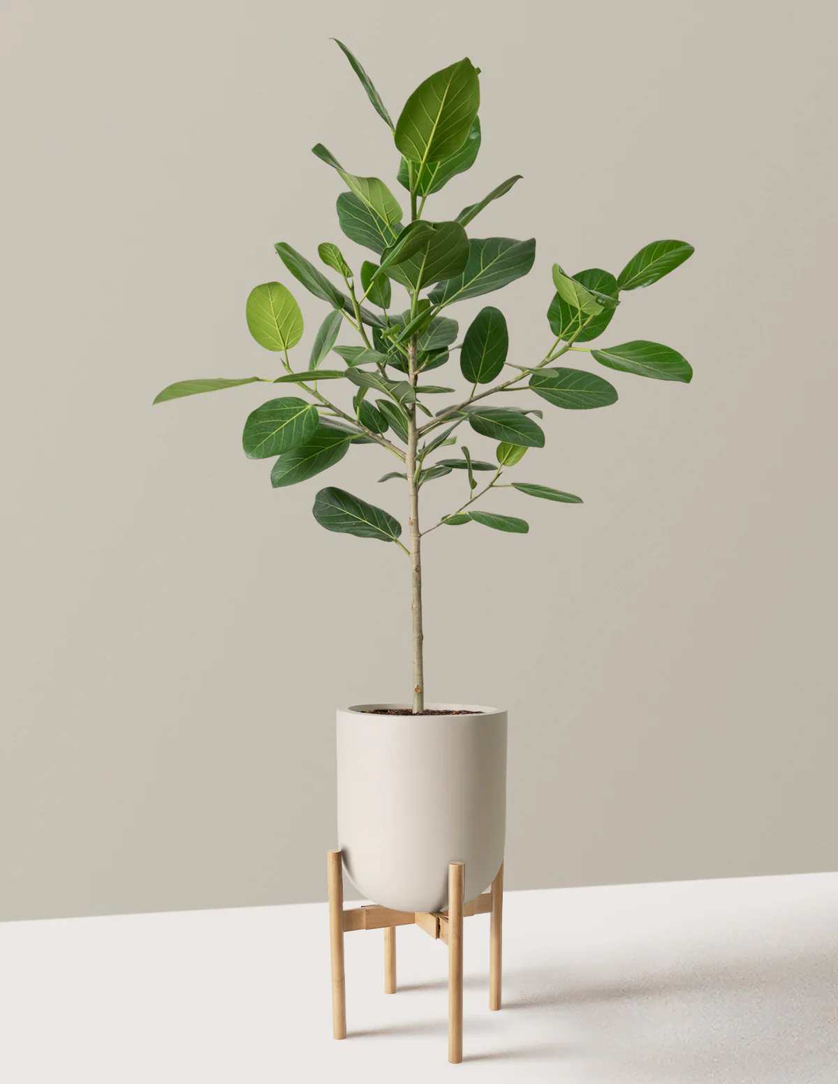 Ficus Audrey Tree - Image 17