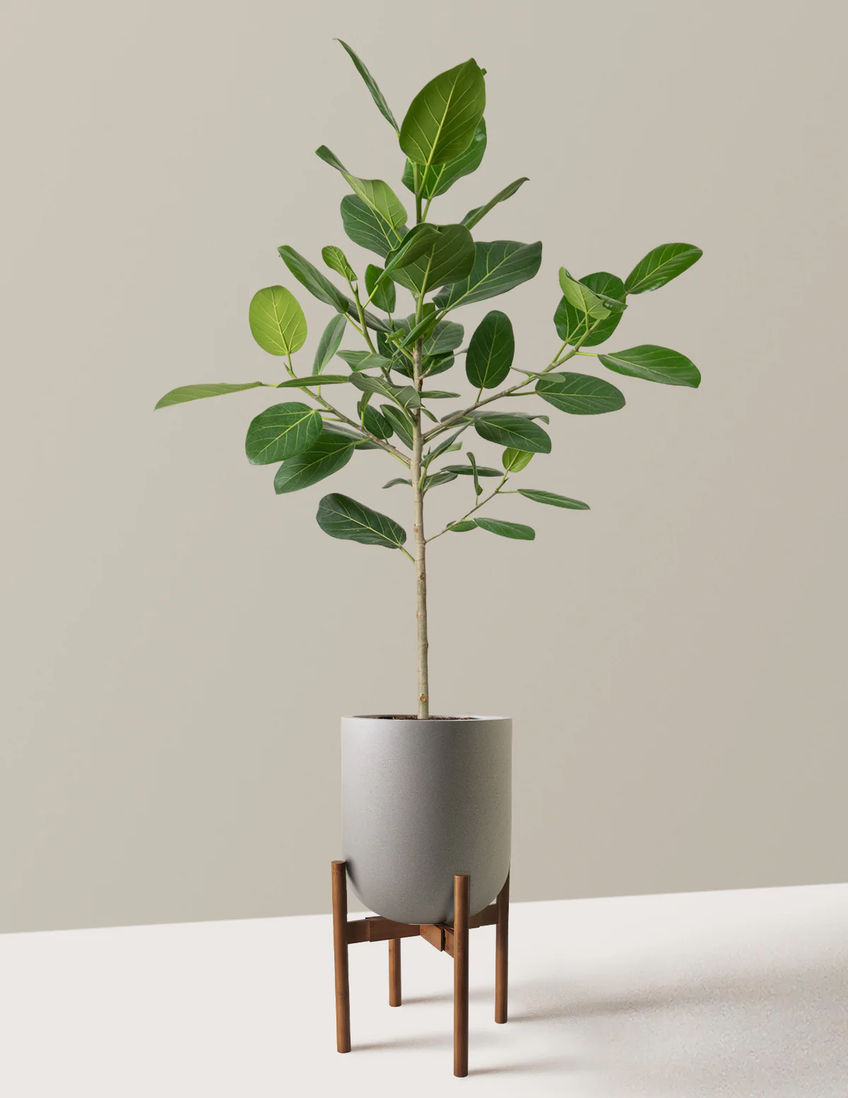 Ficus Audrey Tree - Image 19