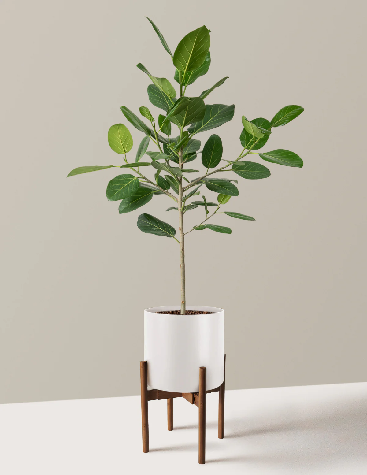 Ficus Audrey Tree - Image 23