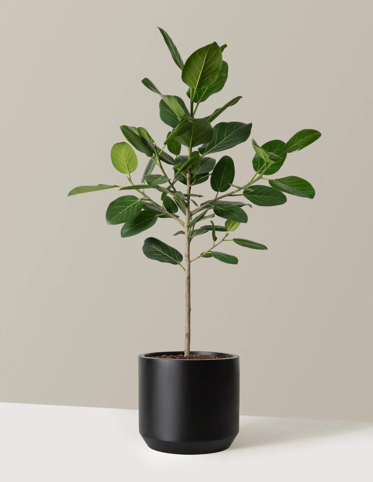 Ficus Audrey Tree - Image 7